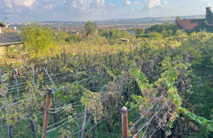 PANORÁMÁS TELEK KIS HÁZZAL A SZŐLÉSZ DŰLŐBEN