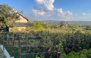 PANORÁMÁS TELEK KIS HÁZZAL A SZŐLÉSZ DŰLŐBEN